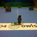 5° corso owls